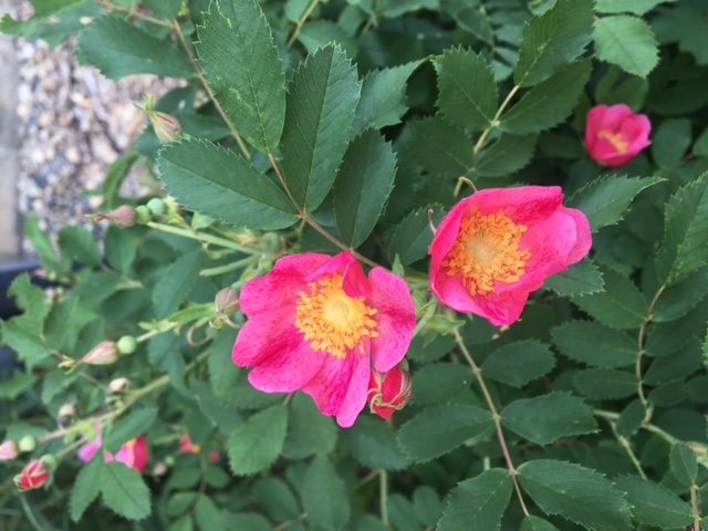 Prairie Rose, Rosa arkansana